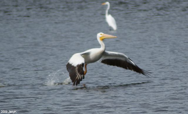 American White Pelican